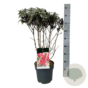 Buddleja d. B. Candy Little Ruby 50-60 cm 7,5L