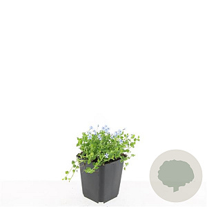 Isotoma fluviatilis GM P9