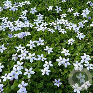 Isotoma fluviatilis GM P9