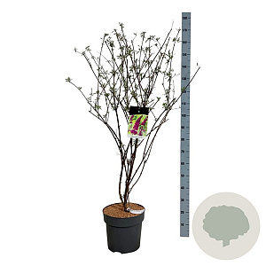 Buddleja d. 'Royal Red' 100-125 cm 15L