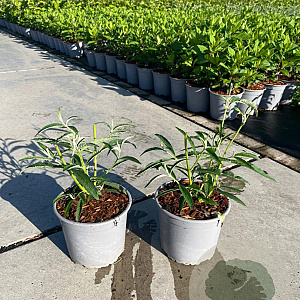 Buddleja d. 'White Profusion' 15-20 cm 2,0L