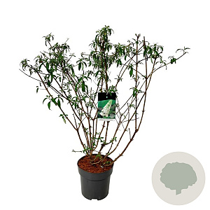 Buddleja d. 'White Profusion' 100-125 cm 15L