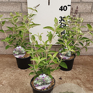 Buddleja Free Petite Blue Heaven 20-25 cm 2,0L