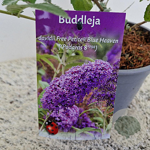 Buddleja Free Petite Blue Heaven 40-45 cm 2,5L
