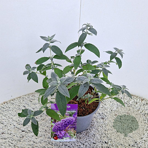 Buddleja Free Petite Blue Heaven 40-45 cm 2,5L