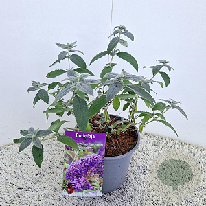 Buddleja Free Petite Blue Heaven 40-45 cm 2,5L