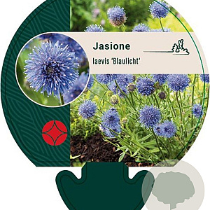 Jasione laevis 'Blaulicht' GM P9