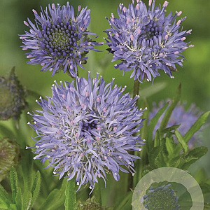 Jasione laevis 'Blaulicht' GM P9