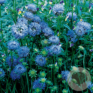 Jasione laevis 'Blaulicht' GM P9