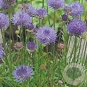 Jasione laevis 'Blaulicht' GM P9