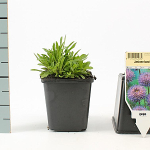 Jasione laevis 'Blaulicht' GM P9