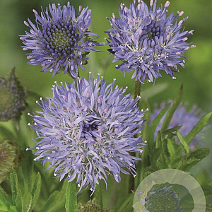 Jasione laevis 'Blaulicht' GM P9