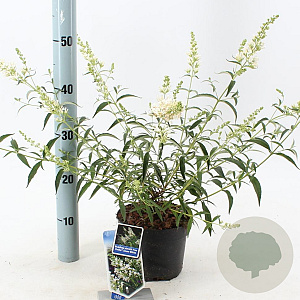 Buddleja Free Petite Snow White 20-25 cm 2,0L