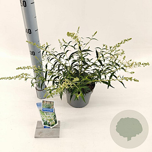 Buddleja Free Petite Snow White 20-25 cm 2,0L