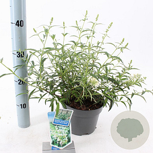 Buddleja Free Petite Snow White 20-25 cm 2,0L