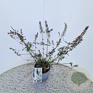 Buddleja Free Petite Snow White 40-45 cm 2,5L