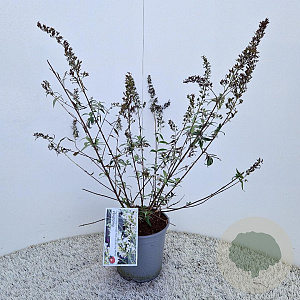 Buddleja Free Petite Snow White 40-45 cm 2,5L
