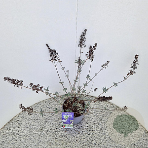 Buddleja 'Lochinch' 50-55 cm 3,0L