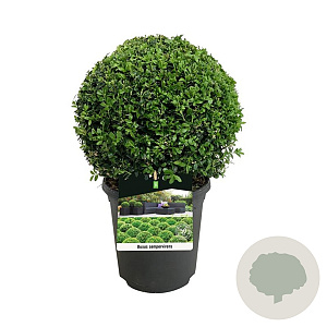 Buxus sempervirens 25-30 cm 4,0L bol antraciet