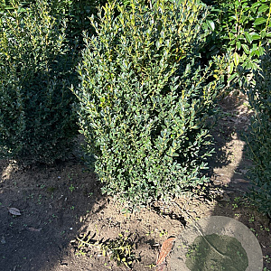 Buxus sempervirens 50-60 cm met kluit