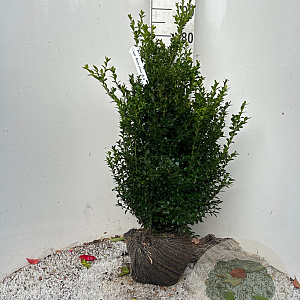Buxus sempervirens 80-100 cm met kluit