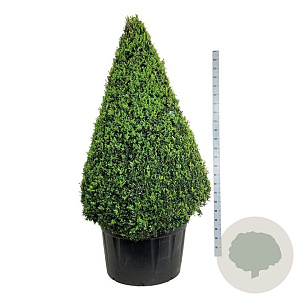 Buxus sempervirens 175-200 cm cont. 285L piramide