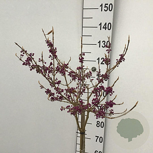 Callicarpa bod. 'Autumn Glory' 90 cm stam 7,5L