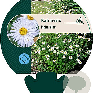 Kalimeris incisa 'Alba' GM P9