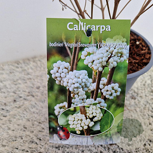 Callicarpa bod. Magical Snow Queen 30-40 cm 2,5L