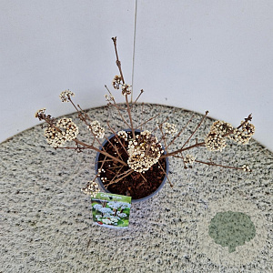 Callicarpa bod. Magical Snow Queen 30-40 cm 2,5L