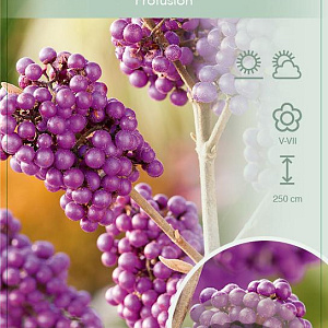 Callicarpa bod. 'Profusion' 90 cm stam 7,5L