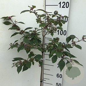 Callicarpa bod. 'Profusion' 90 cm stam 7,5L