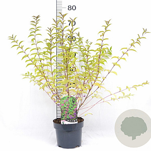 Callicarpa dich. 'Issai' 40-50 cm 3,0L