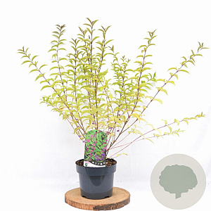 Callicarpa dich. 'Issai' 40-50 cm 3,0L