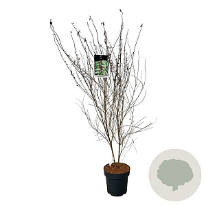 Callicarpa dich. 'Issai' 100-125 cm 15L