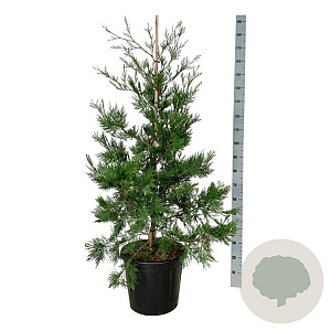 Calocedrus dec. 'Pillar' 125-150 cm 30L extra