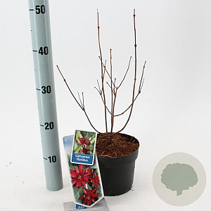 Calycanthus floridus 25-30 cm 2,0L