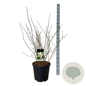 Calycanthus 'Venus' 60-80 cm 30L extra