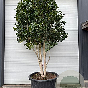 Camellia japonica 300-350 cm cont. 450L meerstammig
