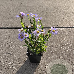 Kalimeris incisa 'Blue Star' GM P9