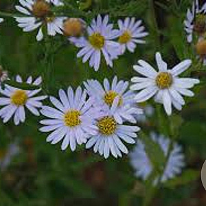 Kalimeris incisa 'Charlotte' GM P9