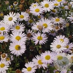 Kalimeris incisa 'Madiva' GM P9