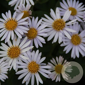 Kalimeris incisa 'Madiva' GM P9