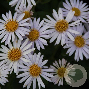 Kalimeris incisa 'Madiva' GM P9