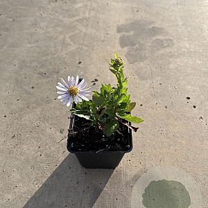 Kalimeris incisa 'Madiva' GM P9