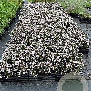 Kalimeris incisa 'Madiva' GM P9