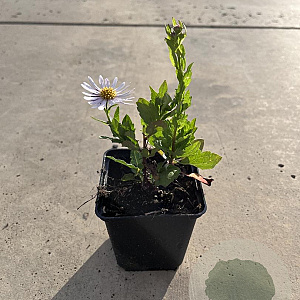 Kalimeris incisa 'Madiva' GM P9