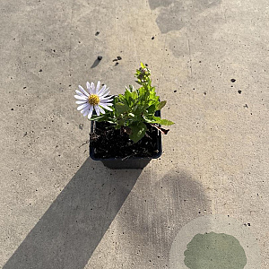 Kalimeris incisa 'Madiva' GM P9