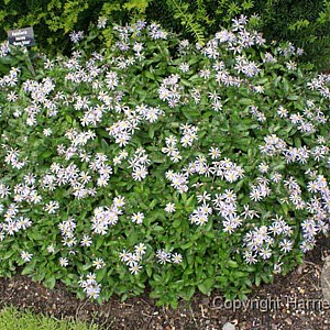 Kalimeris incisa 'Nana Blue' GM P9