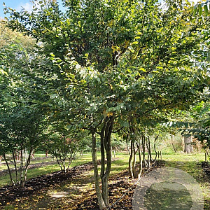 Carpinus betulus 350-400 cm draadkluit meerstammig op aanvraag